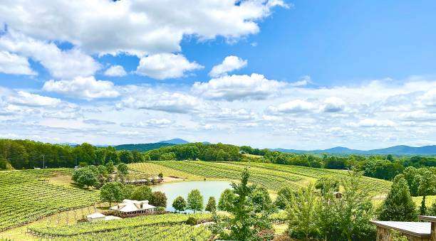 Vineyard landscape in Dahlonega, GA, featuring lush green fields, a tranquil pond, and distant mountains under a blue sky with fluffy clouds, representing the natural beauty that Artisan Roofing & Construction aims to protect with their roofing services.